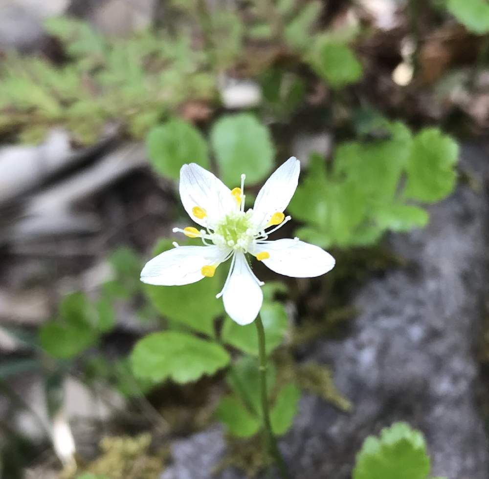 ミツバオウレンの投稿画像 By Linmokuさん 山野草と白い花とハイキング 登山と初夏の花たち 月6月9日 Greensnap グリーンスナップ