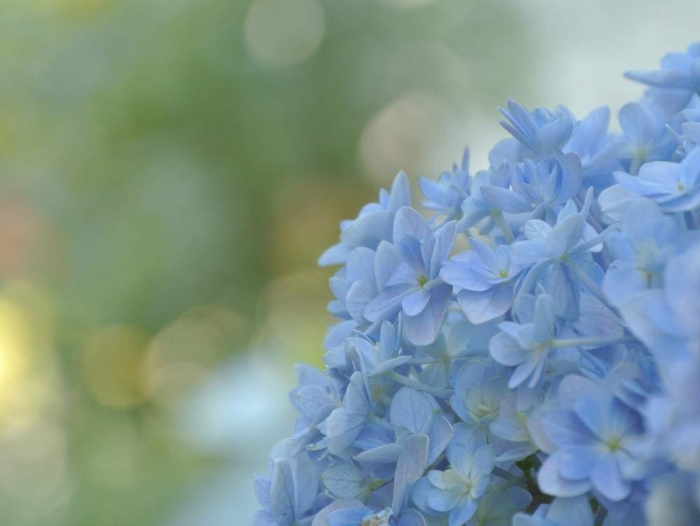 アジサイの投稿画像 By あおぞらさん 鉢植えと水色の花と青い花マニアとてまりてまりと紫陽花 アジサイ あじさいと あじさい青の苦戦 Byあおぞらと小さな庭と鉢植えと水色の花と青い花マニアとてまりてまりと紫陽花 アジサイ あじさいと あじさい青の苦戦 Byあおぞら