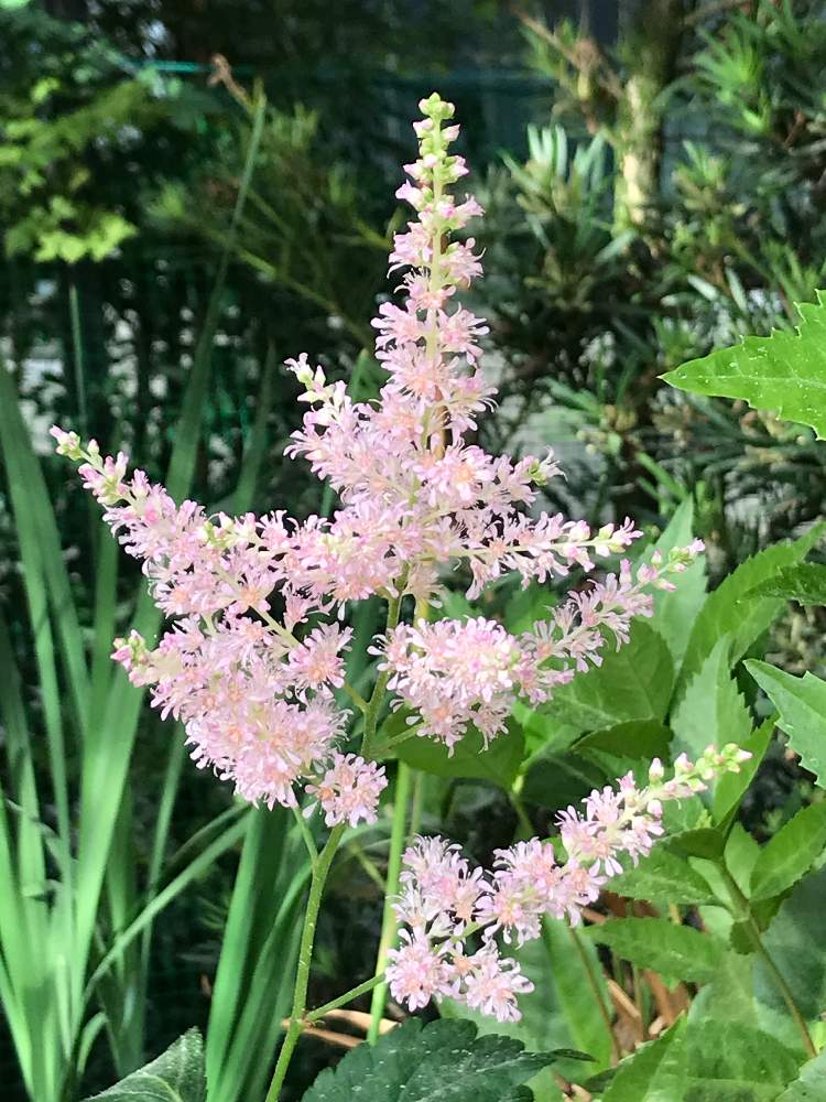 アスチルベの投稿画像 By まるおさん 球根からとピンクの花と半日陰とおうち園芸とアスチルベ と花のある暮らしといやし と記録用 月6月9日 Greensnap グリーンスナップ