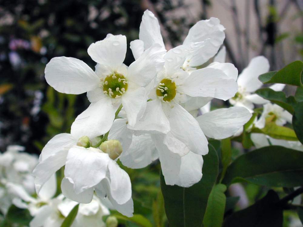 リキュウバイの投稿画像 By Hiroshiさん 利休梅と白い花と花のある暮らしと春のお花とバラ科 月6月9日 Greensnap グリーンスナップ