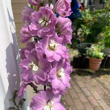 デルフィニウム オーロラ モーブの投稿画像一覧 Greensnap グリーンスナップ