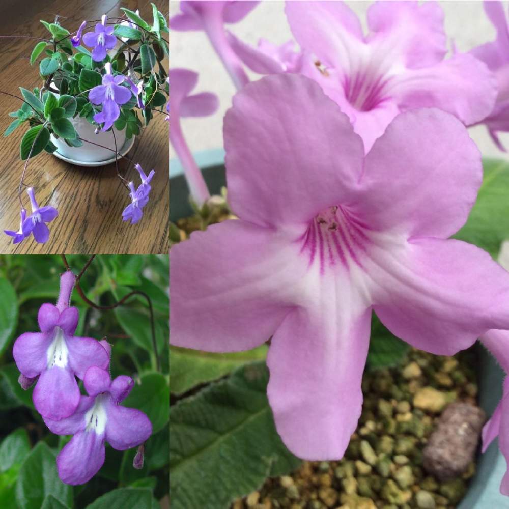 ストレプトカーパス フラミンゴの投稿画像 By Elenitaさん おうち園芸 月6月9日 Greensnap グリーンスナップ