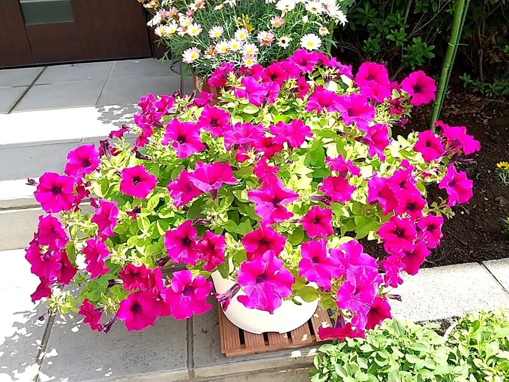 おわり サフィニア パープル大輪 成長記録 Greensnap グリーンスナップ