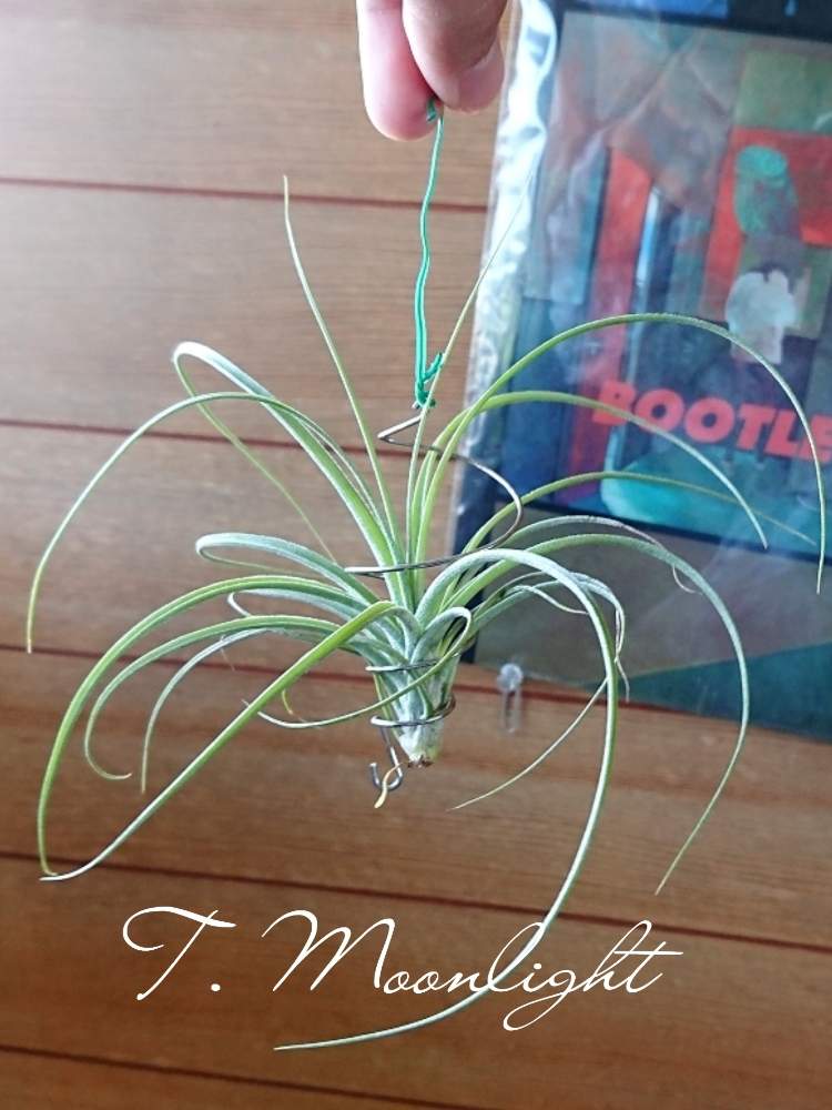 チランジア ムーンライトの投稿画像 By ねくさん エアプランツ チランジアとチランジア 属と室内ジャングル化とインテリアプランツとエアプランツとインテリアグリーンとエアープランツ チランジア 月6月9日 Greensnap グリーンスナップ