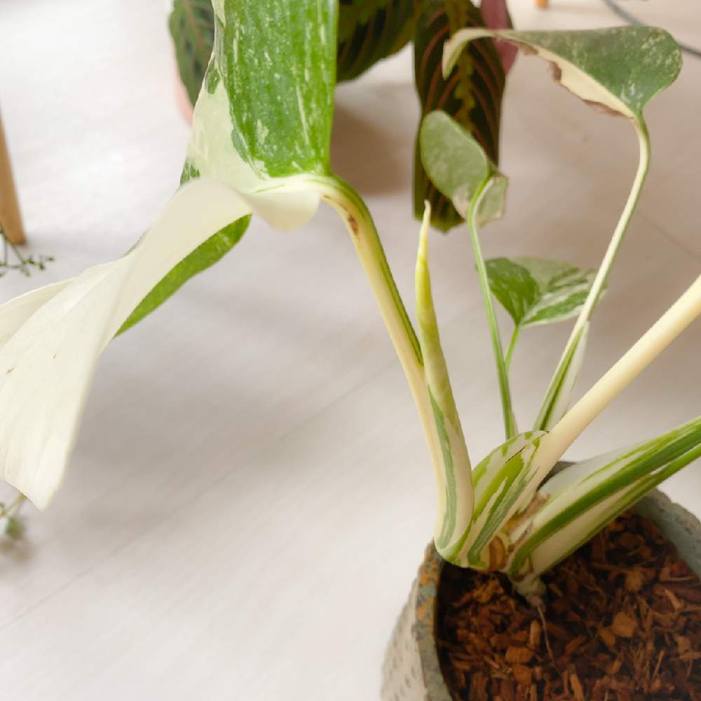 専門店では 斑入りモンステラの茎 成長点からの新芽が出ています！ 植物/観葉植物 インテリア小物￥9,000-eur-artec.fr