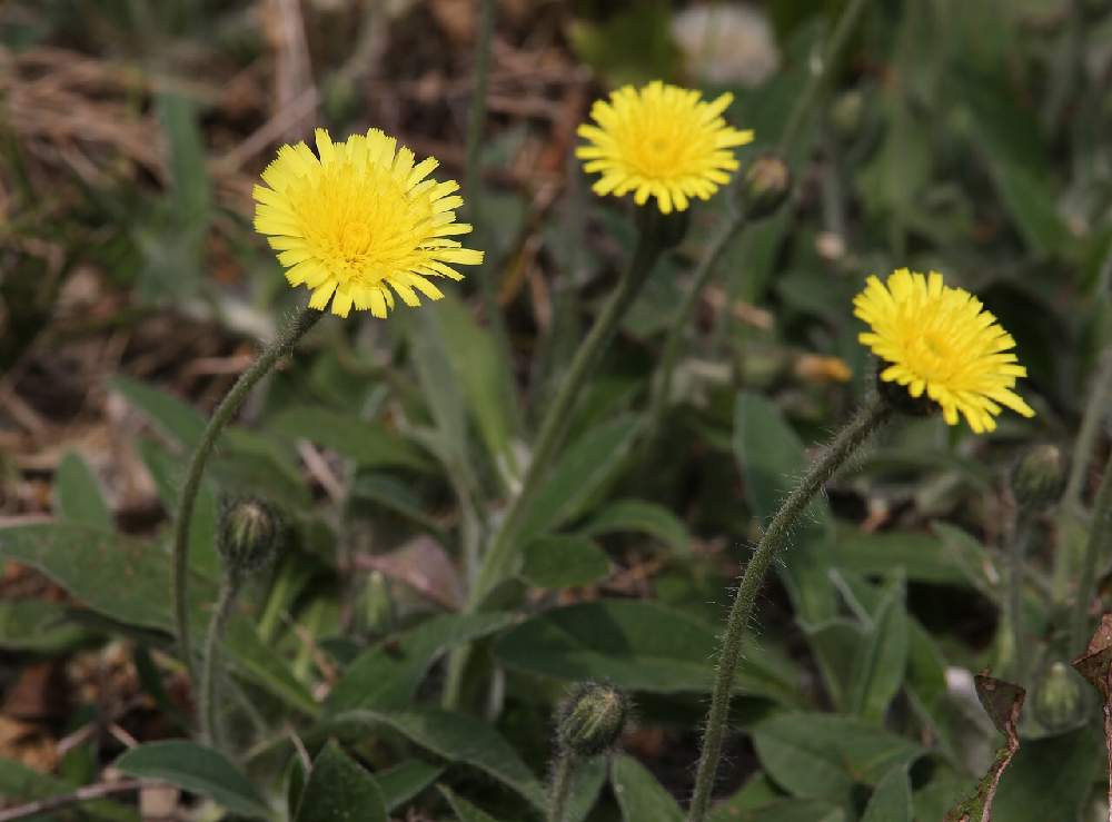 道路脇の投稿画像 By Koichiさん 月6月9日 Greensnap グリーンスナップ