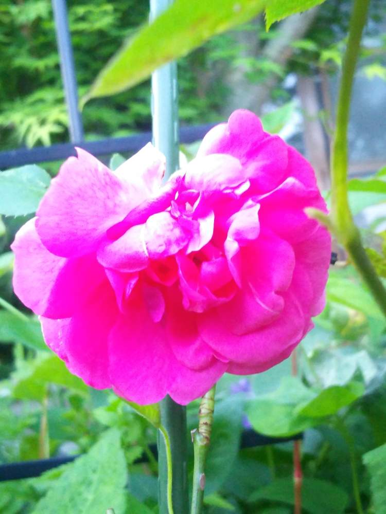 バラ 薔薇 ばらの投稿画像 By 気まぐれ さん 植物と濃厚接触と地球の暮らしと自然を愛すと香りのある花と植物のある 暮らしとずぼらな園芸と週末ガーデナーと植物大好きと花木とgs映えとおうち園芸と花のある暮らしとスマホ撮り 月6月9日 Greensnap