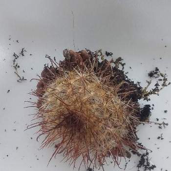 兎月丸の投稿画像一覧 Greensnap グリーンスナップ 兎月丸の投稿画像一覧 Greensnap グリーンスナップ