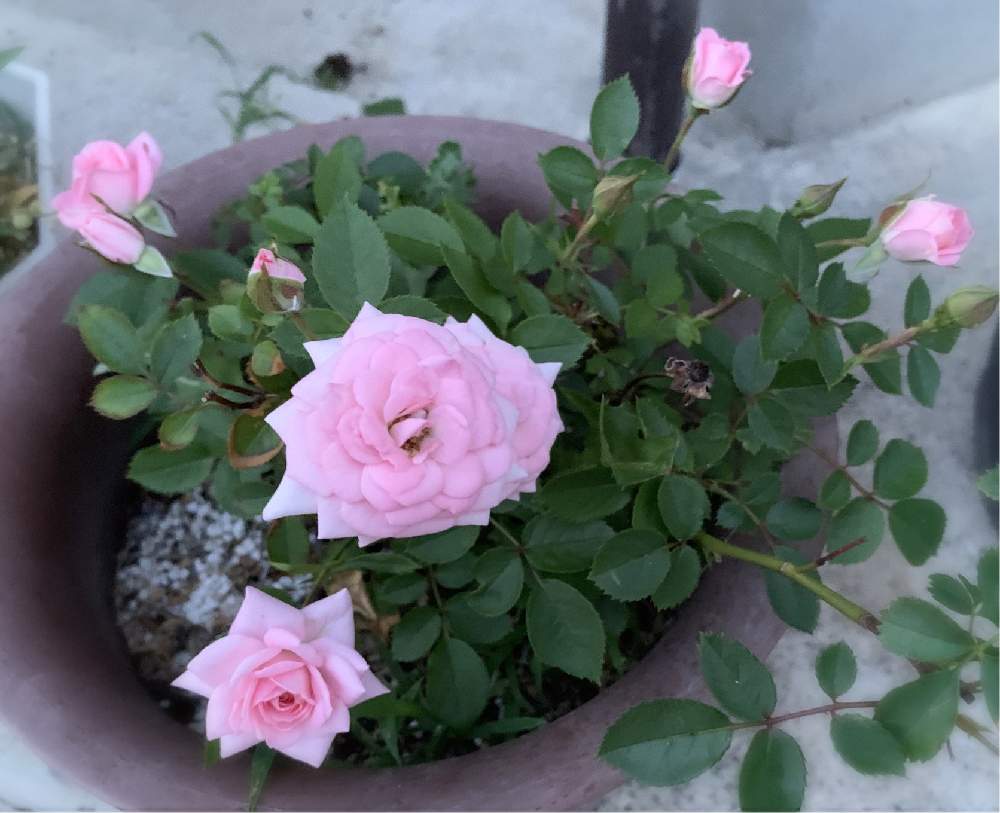 ミニバラの投稿画像 By Kuruさん 実家の母の庭と鉢植えの手入れと母の植木鉢と毎年ありがとうと相談とバラの鉢植えと薔薇の手入れと庭いじり初心者 月6月9日 Greensnap グリーンスナップ