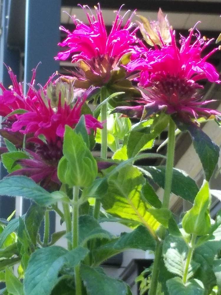 モナルダの投稿画像 By ゆこ さん ベルガモットと笑顔の１日と花との一期一会とよい 1日をと今日も笑顔の1日を と会えて嬉しいと可愛い とご近所散歩 2020月6月9日 Greensnap グリーンスナップ