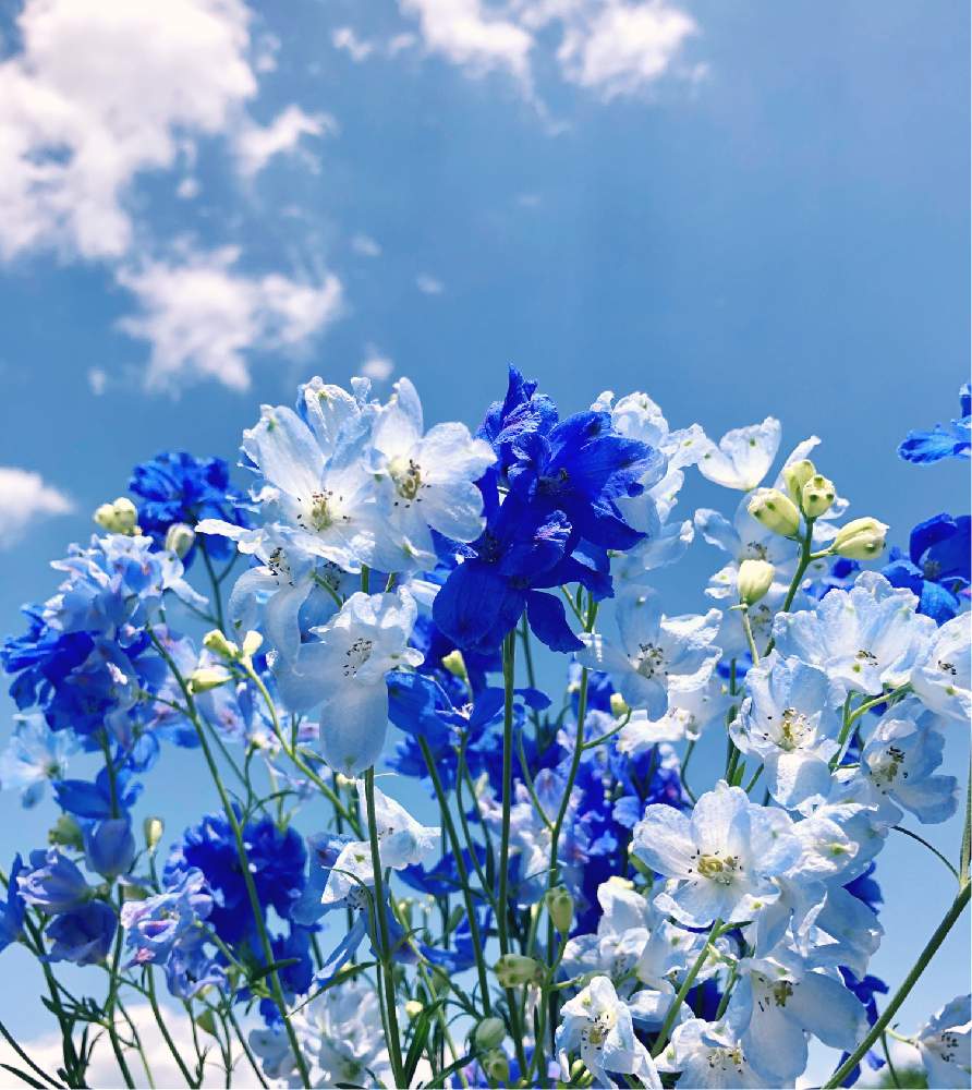 デルフィニウムの投稿画像 By みずいろさん 青の妖精ときれいとやさしいと花のある暮らしと青空の下と青い花と1 000万枚突破とパンジー苗ケース希望 月6月9日 Greensnap グリーンスナップ