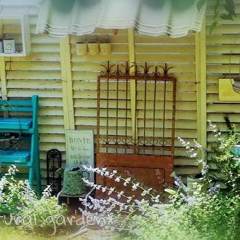 キャットミント ウォーカーズローの画像 by ✿yuri✿さん | 小さな庭とアンティーク雑貨とキャットミント ウォーカーズローとナチュラルガーデンとおうち園芸とバラ好きさんと繋がりたいと雑貨好き♡
