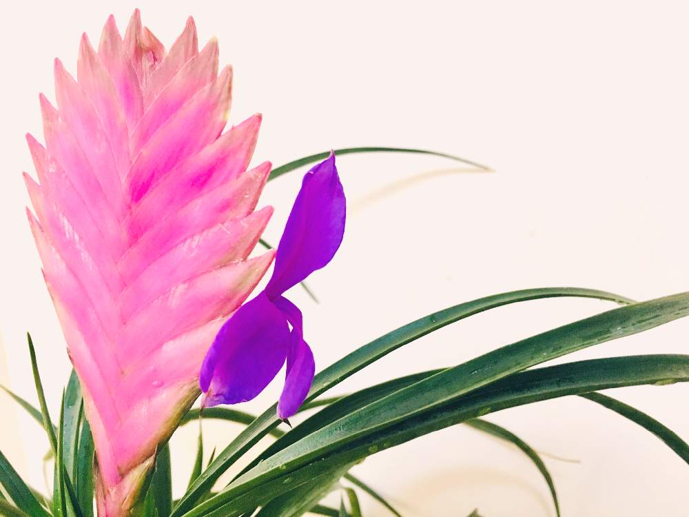 チランドシアの投稿画像 By まっちゃんさん ワリシア キアネアとハナアナナスと開花と屋外組とエアプランツとエアープランツ チランジアと咲いた 月6月9日 Greensnap グリーンスナップ