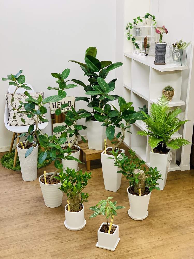 ガジュマルの投稿画像 By E Ranさん ガジュマルとミルキーウェイとユーフォルビア マハラジャとフィカス ベンガレンシスとデコラゴムとロマリア ギバと観葉植物を楽しむと多肉植物とみどりのある暮らしと観葉植物と植物のある暮らしとサボテン とグリーンのある暮らし ガジュマルの投稿画像 By E Ranさん ガジュマルとミルキーウェイとユーフォルビア マハラジャとフィカス ベンガレンシスとデコラゴムとロマリア ギバと観葉植物を楽しむと多肉植物とみどりのある暮らしと観葉植物と植物のある暮らしとサボテン とグリーンのある暮らし