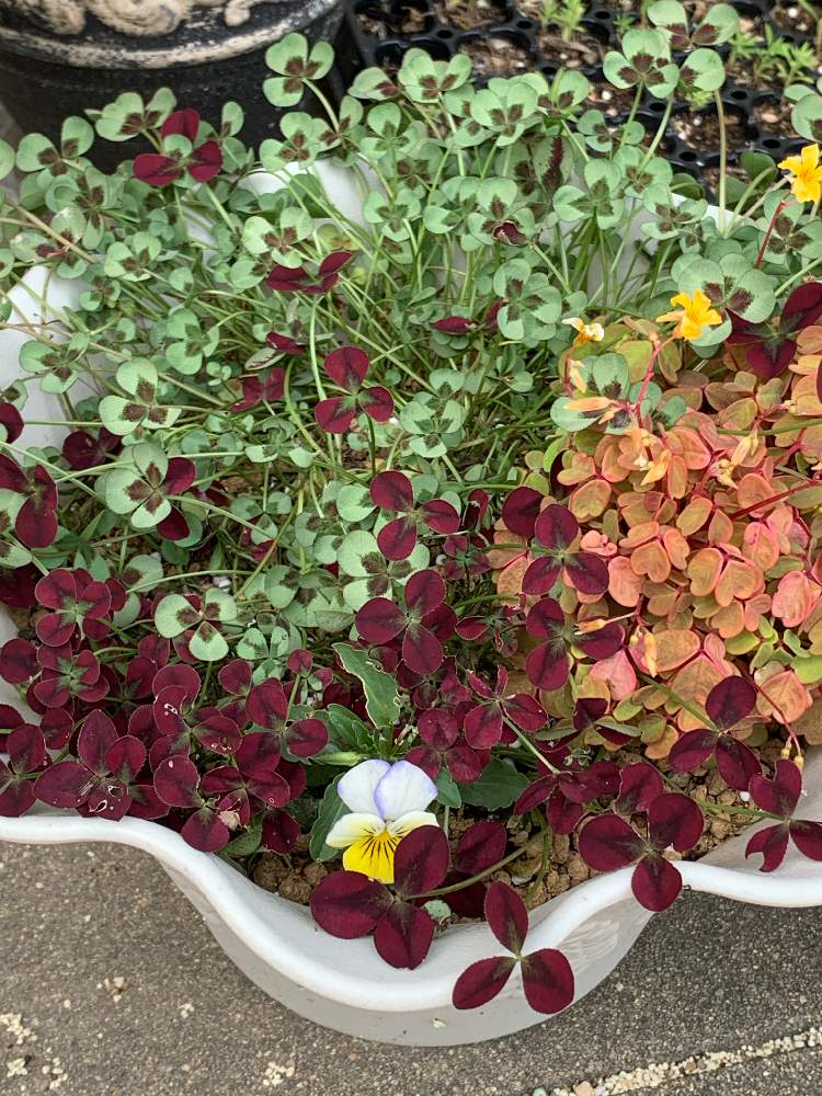 プリンセスクローバー イザベラの投稿画像 By ちきさん オキザリス 黄昏とプリンセス クローバー レオノアと開花と寄せ植えとおうち園芸とリフレッシュして 元気になる 花飾りフォトコンテストとラッキー 月6月9日 Greensnap グリーンスナップ