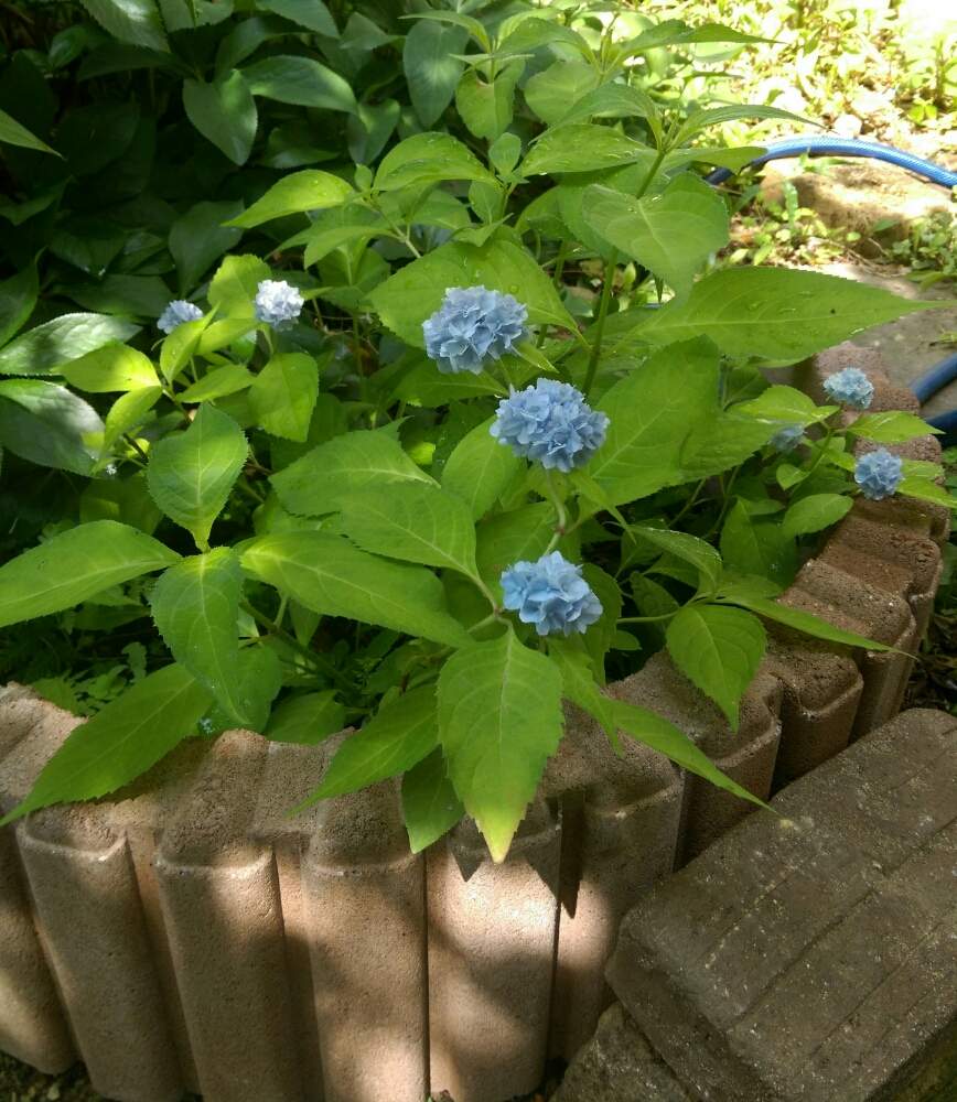 山紫陽花の投稿画像 By はてはぁなさん 伊予獅子手毬といい感じ とブロックと繊細とキレイ と可愛いと地植え 月6月9日 Greensnap グリーンスナップ