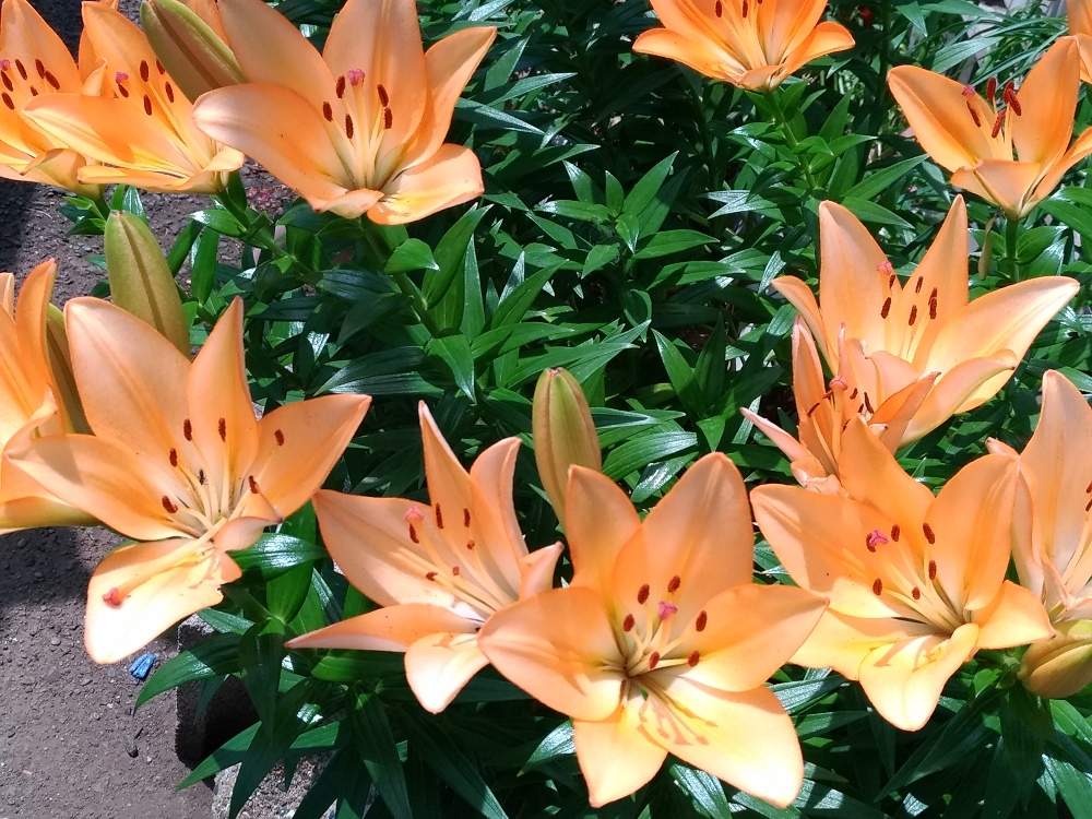 カサブランカのムカゴから咲いたユリの投稿画像 By Rubyさん カサブランカとおうち園芸と薄いオレンジの花とスカシユリかも とムカゴからと花のある暮らし 月6月9日 Greensnap グリーンスナップ