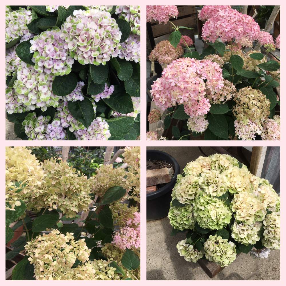 The Farm Universal茨木の投稿画像 By Manabeさん 紫陽花 アジサイ あじさいとアジサイ属とアジサイ科とザファームユニバーサル 茨木 月6月9日 Greensnap グリーンスナップ
