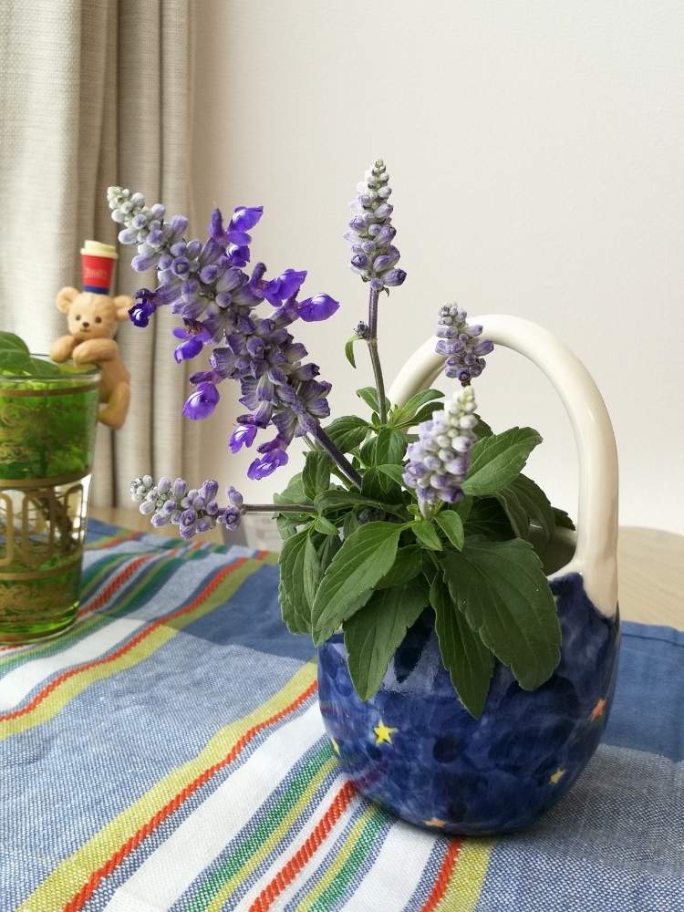 ブルーサルビアの投稿画像 By Picoさん 切り花と一輪挿しとムラサキの花 月6月9日 Greensnap グリーンスナップ