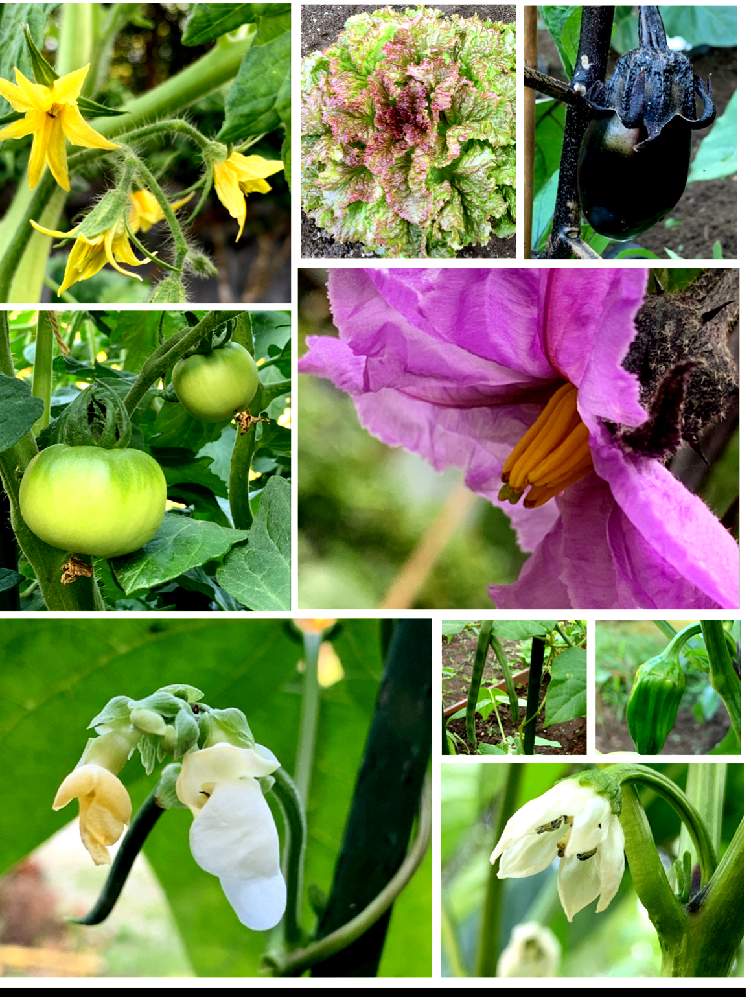 最も共有された サニーレタス 花言葉 1963 サニーレタス 花言葉