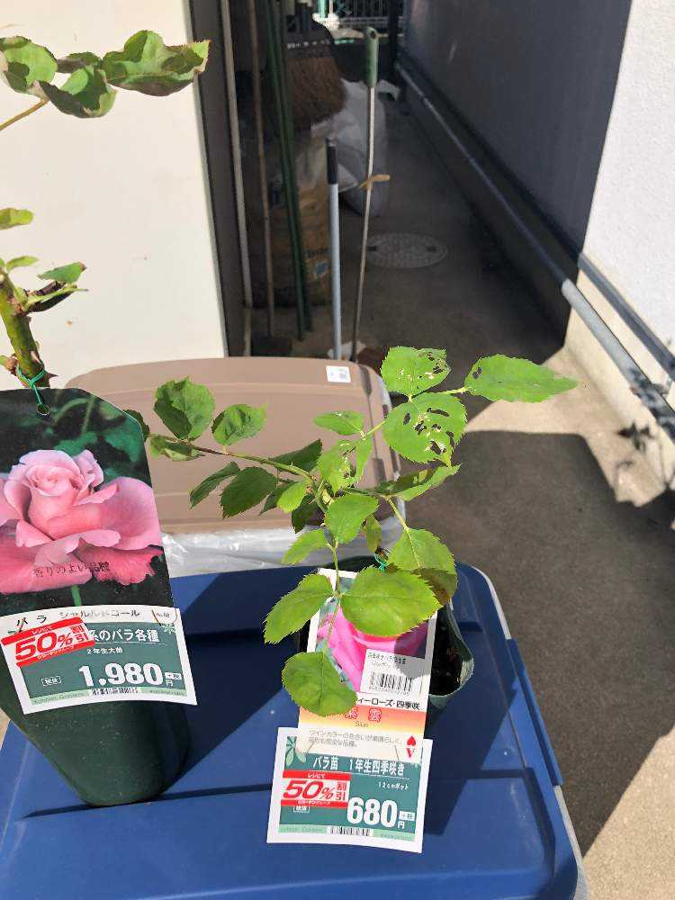 見切りの薔薇に挑戦 Greensnap グリーンスナップ