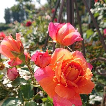 ディズニーランド ローズの画像 by ＹＵＭＩＫＯさん | 小さな庭と私の癒し♡と薔薇愛同盟と花が好き❤と大好きとおうち園芸と植中毒と薔薇が好き❤ときれ～い❤と花のある暮らしとかわいいな♡といい色♡とディズニーランド ローズ