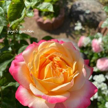 コルデスジュビリーの画像 by ぴよ。さん | 小さな庭とコルデスジュビリーとpiyo’s gardenとキュンキュン乙女倶楽部とばら バラ 薔薇と薔薇愛同盟とお気に入り♡と薔薇は癒し(๑˃̵ᴗ˂̵)♡とGS映えとナチュラルガーデンとGS日和と植中毒と記録と成長記録とバラが好きとGSでバラ園と花のある暮らしとかわいいな♡