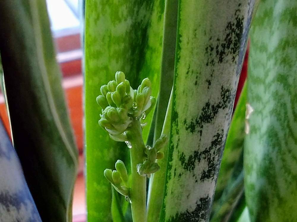 サンスベリアの投稿画像 By Manaさん 寒冷地とはちうえとおうち園芸 月6月9日 Greensnap グリーンスナップ