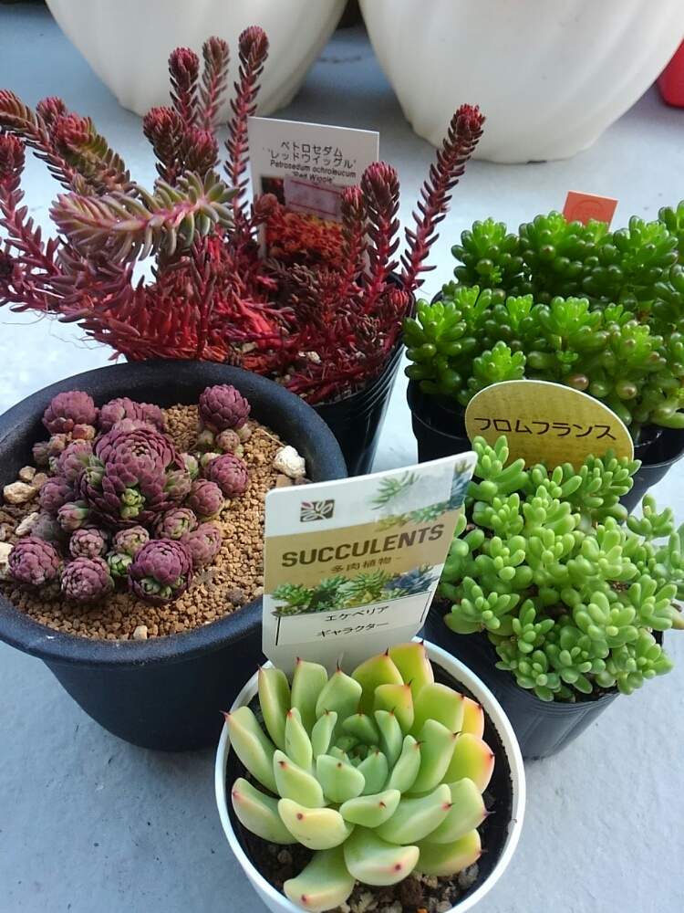 レッドベリーの投稿画像 By ひよこ先生さん アトミーとフロムフランスとギャラクターとレッドウィッグルとセダム属と多肉植物とロスラリア属と岩手県とrupoとrupoさんとおうち園芸とエケベリア属と多肉女子ともりもりとペトロセダム属 月6月9日 Greensnap