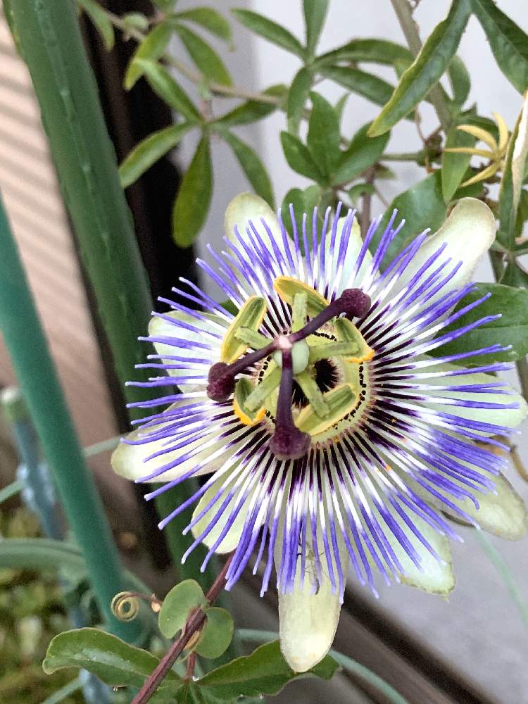 トケイソウの投稿画像 By もりもりさん 花のある暮らしといい季節と植物を愛する 月6月9日 Greensnap グリーンスナップ