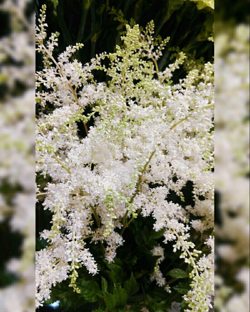 アスチルベ 白 の投稿画像 By ゆめ さん 綺麗 と今日もお疲れ様 とふわふわの花姿と優しい花言葉と優しい花に癒やされてとお花屋さんと白い花 月6月9日 Greensnap グリーンスナップ