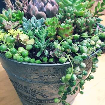 ニトリの鉢の投稿画像一覧 Greensnap グリーンスナップ