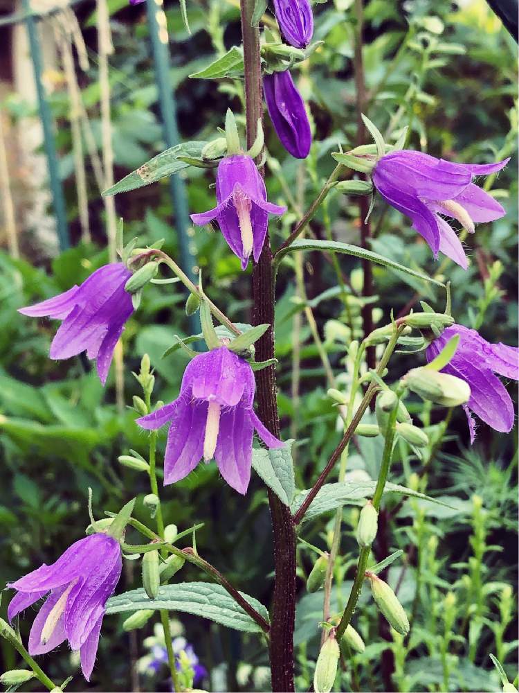 カンパニュラの投稿画像 By Okapiさん 好きな花と植物のある生活と植物のある暮らしと植物男子と庭の花と山野草とおうち園芸とiphone8撮影と花のある暮らしとお花のある生活 月6月9日 Greensnap グリーンスナップ