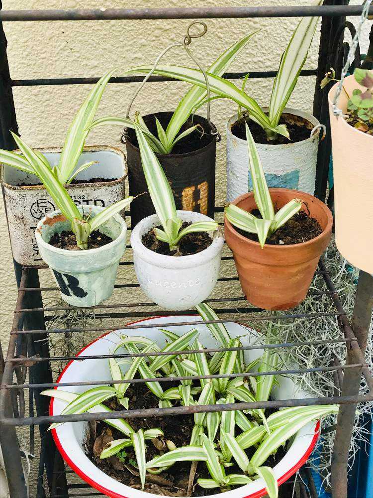 フルクラエア メディオピクタ｜🍀GreenSnap（グリーンスナップ）