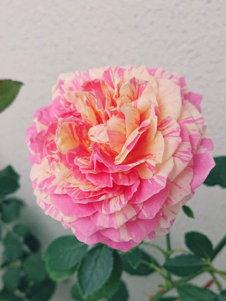 薔薇 クロード モネの投稿画像 By こまるさん 薔薇のある暮らし とおうち園芸と バラとクレマチス フォトコンと薔薇 を楽しむとお花のある生活と小さなお庭と薔薇の花 月6月9日 Greensnap グリーンスナップ