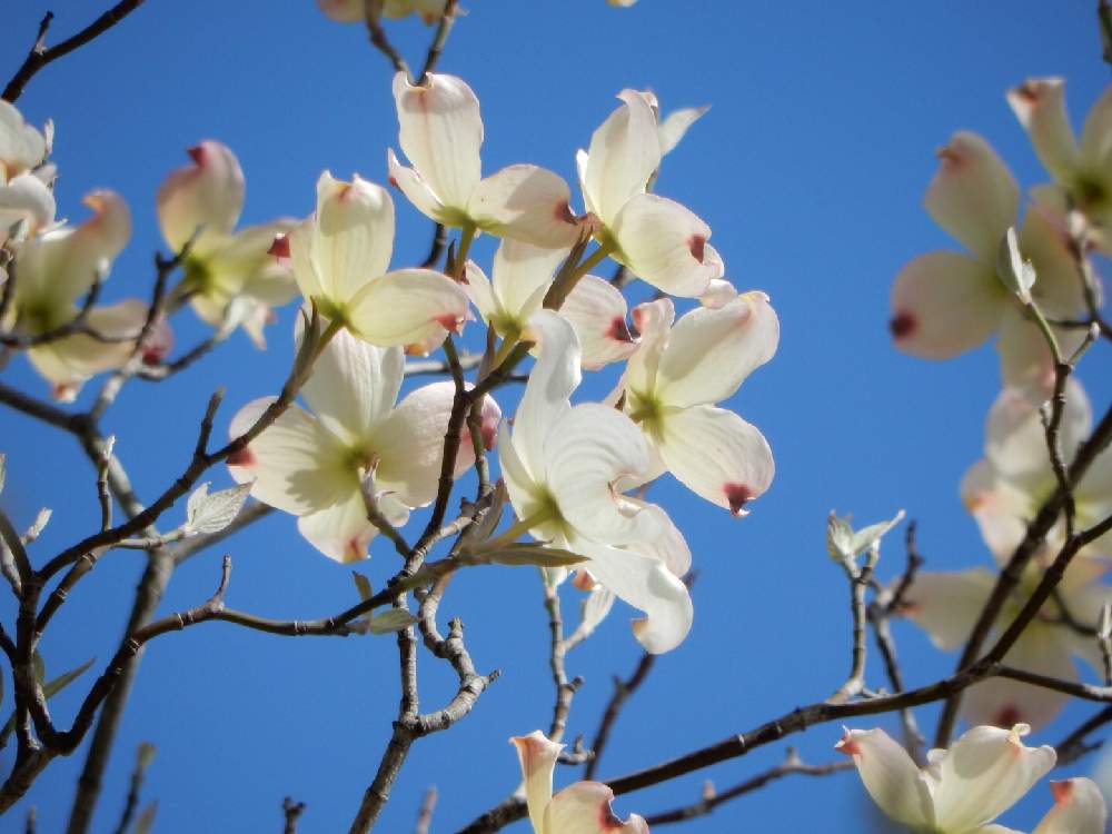 ハナミズキの投稿画像 By トニーさん 月6月9日 Greensnap グリーンスナップ Greensnap グリーンスナップ ハナミズキの投稿画像 By トニーさん 月6月9日 Greensnap グリーンスナップ Greensnap グリーンスナップ