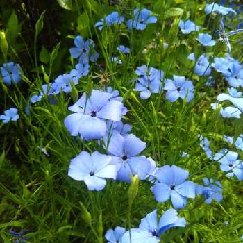 何なんだろうの画像 by ケニチさん | ビスカリア ブルーエンジェルとビスカリアと何なんだろうと青色の花と初めて見ましたと船岡城趾公園