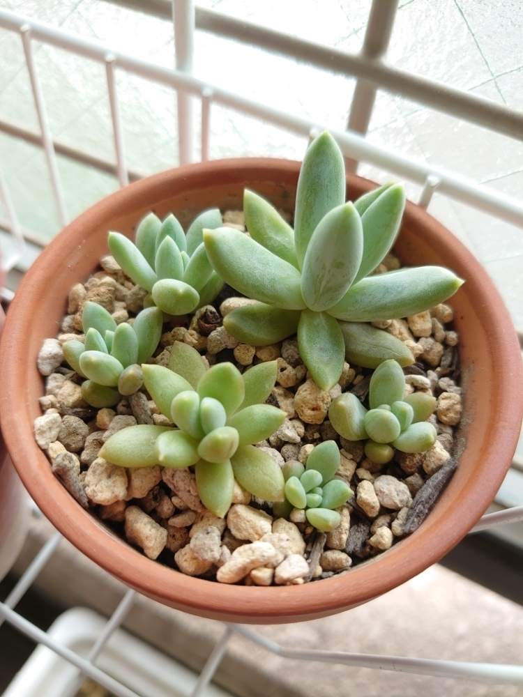 パキフィツム 千代田の松の投稿画像 By びーばーさん 葉挿しっ子とおおきくな れとおうち園芸 月6月9日 Greensnap グリーンスナップ