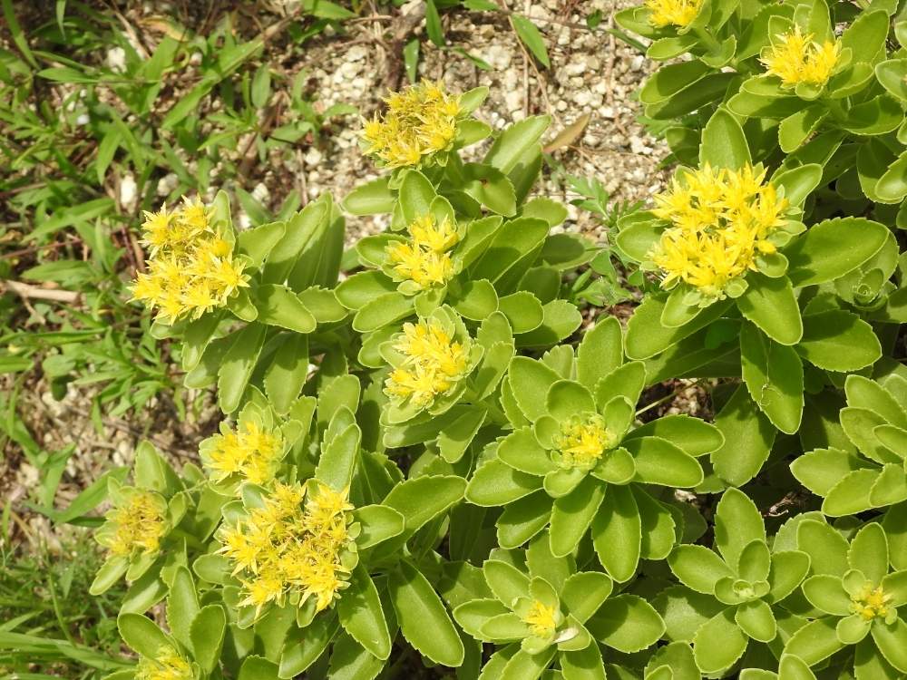 晴れ の投稿画像 By まっさんno 1さん 民家の庭先とエゾノキリンソウ と可愛い花とgs映えとコロナに負けるな とウオーキングと花のある暮らしと田舎道 月6月9日 Greensnap グリーンスナップ