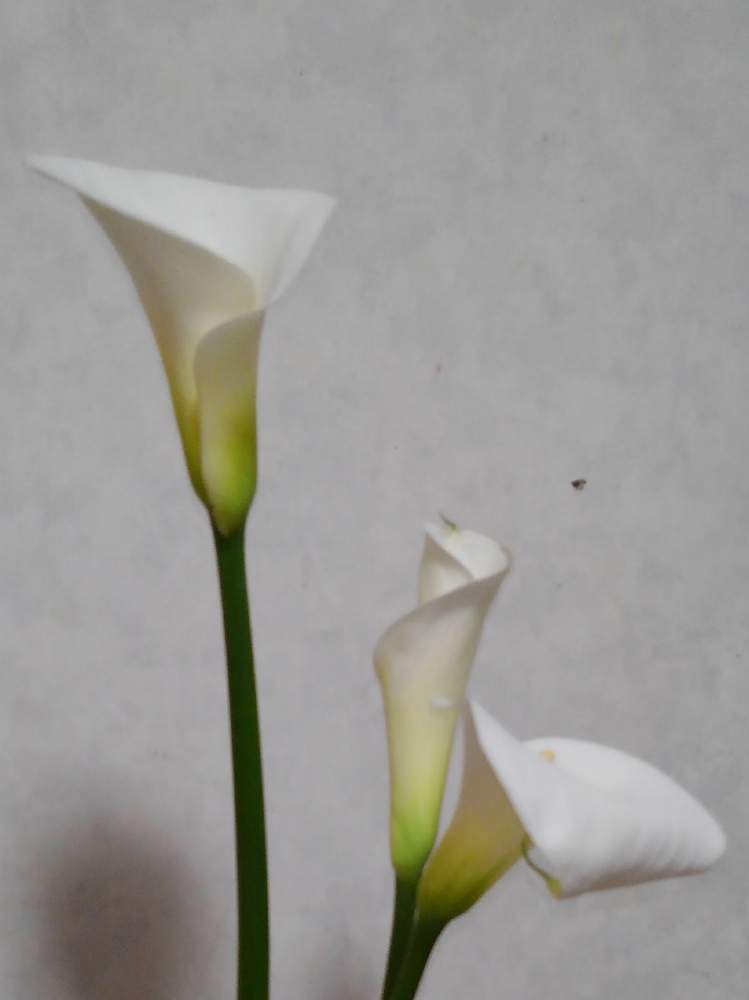 凛とした花姿の投稿画像 By まさちゃんさん 健康第一 と花のある暮らしと初夏のお花と白い花 月6月9日 Greensnap グリーンスナップ