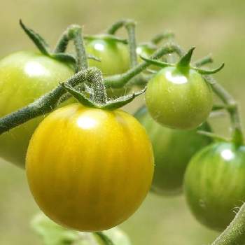 サントリー本気野菜 トマト あまさセレクトの投稿画像一覧 Greensnap グリーンスナップ