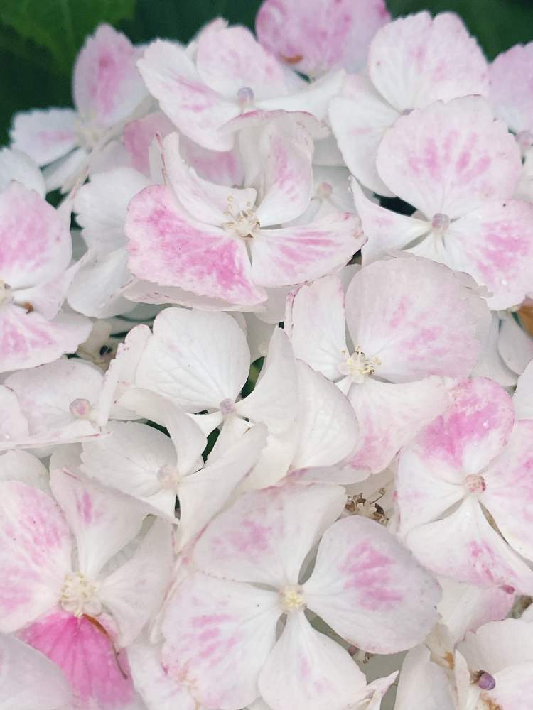 アジサイ 白寿紅の投稿画像 By Nanairofさん 白い花 とおうち園芸と紫陽花 アジサイ あじさいと花のある暮らしとgs皆様ありがとうとgsの皆さまに感謝 月6月9日 Greensnap グリーンスナップ