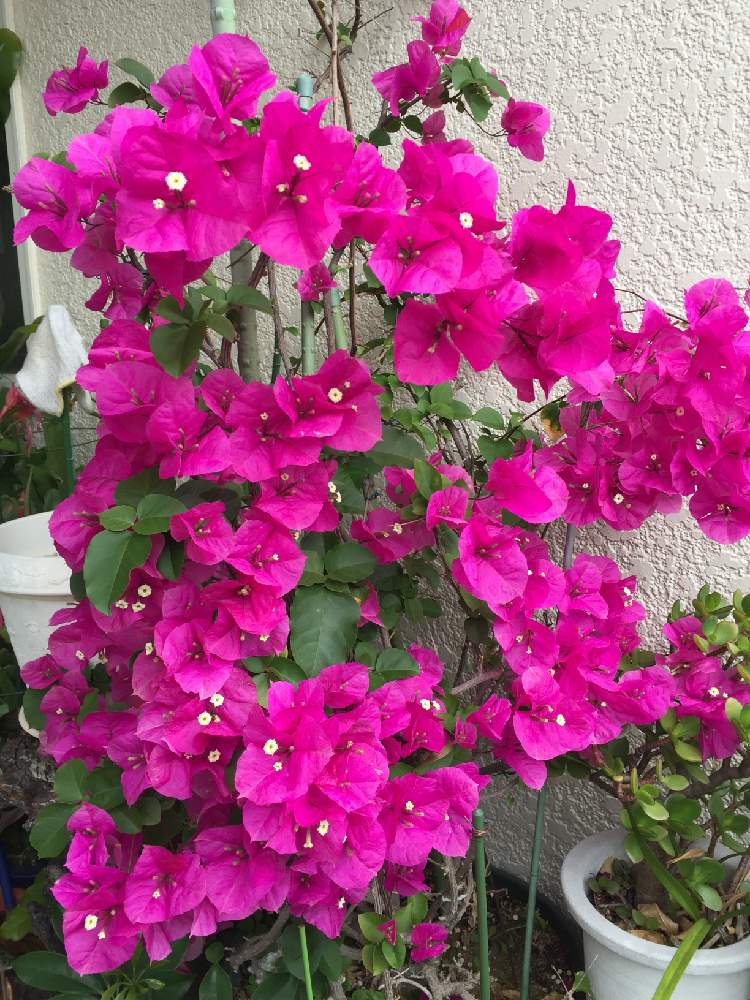 ブーゲンビリアの投稿画像 By Limamiさん リフレッシュして 元気になる 花飾りフォトコンテスト 月6月9日 Greensnap グリーンスナップ