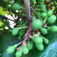 ブドウ,お出かけ先の画像
