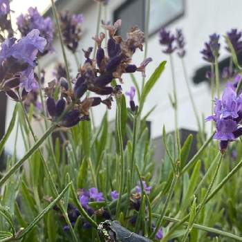 枯れたラベンダーの投稿画像一覧 Greensnap グリーンスナップ