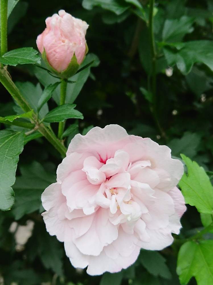 ムクゲの投稿画像 By みくさん 八重咲きムクゲとムクゲ ピンクデライトと花のある暮らしとおうち園芸 月6月10日 Greensnap グリーンスナップ