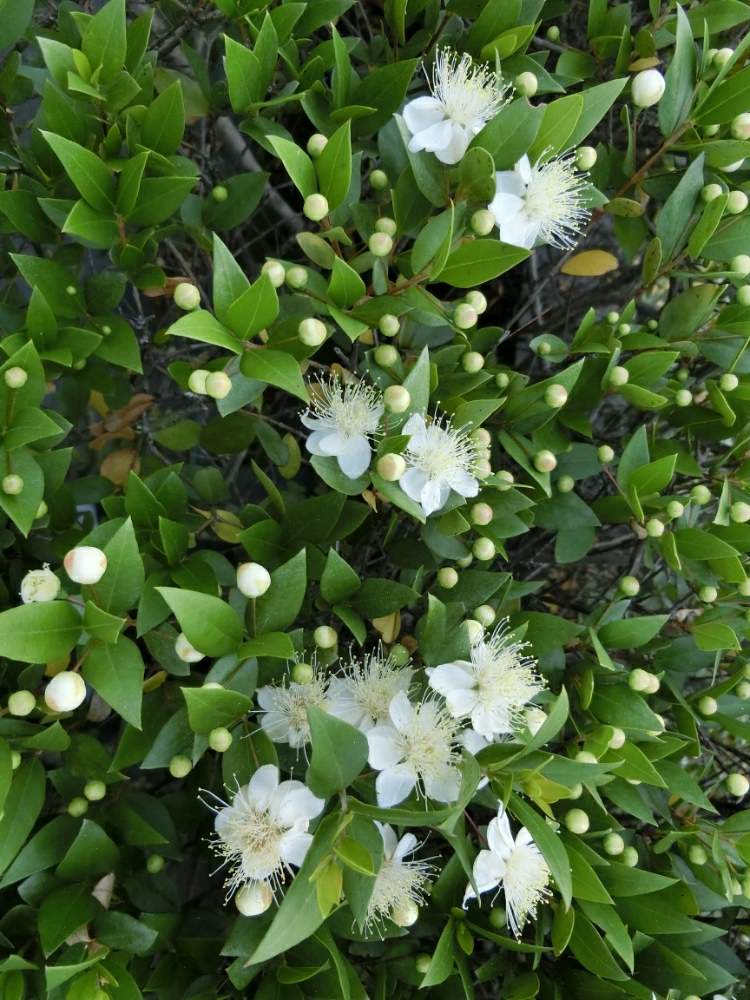 ギンバイカの投稿画像 By Kevinさん ハーブと白い花とヨーロッパ原産と小さい庭とおうち園芸と ギンバイカ 月6月 10日 Greensnap グリーンスナップ