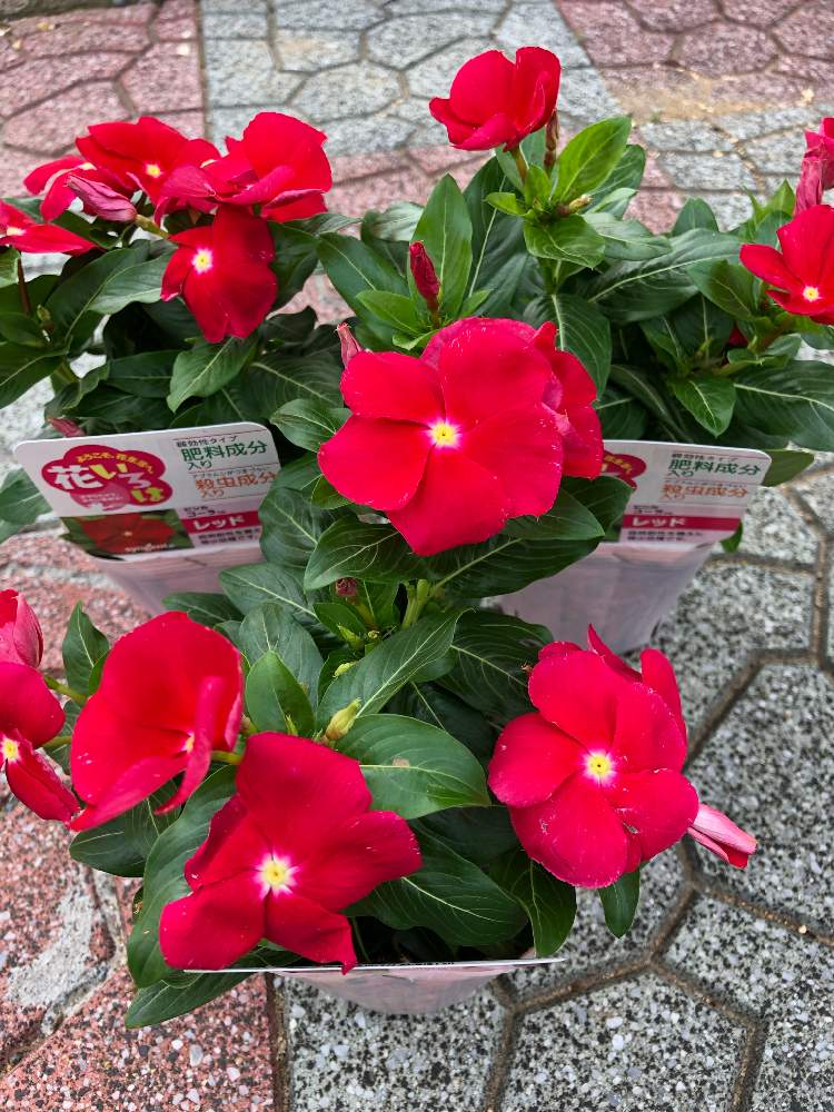 ビンカコーラレッドの投稿画像 By Noaさん 広い庭と花のある暮らしとおうち園芸と花のある暮らしとおうち園芸 月6月10日 Greensnap グリーンスナップ Greensnap グリーンスナップ