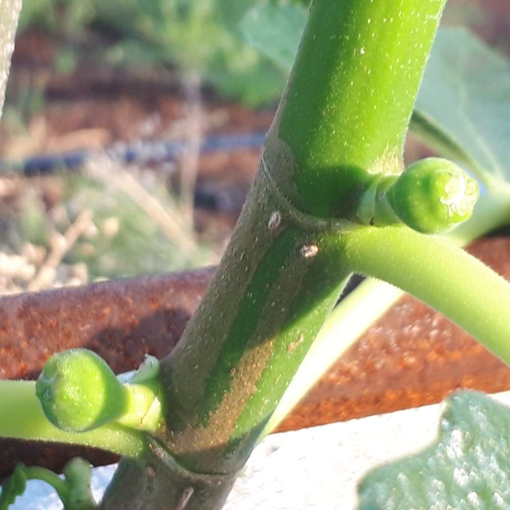 イチジクの投稿画像 By 菜音さん 水やりと果樹とくだものとくだもの屋にへじと本業果樹と農業 月6月10日 Greensnap グリーンスナップ