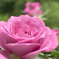 ガーデニング,ミニ薔薇,花のある暮らし,ミニバラ鉢植え,バラ・ミニバラの画像